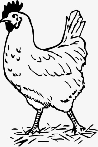 矢量手绘鸡