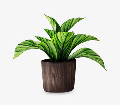 盆栽png图片素材下载_盆栽png_熊猫办公