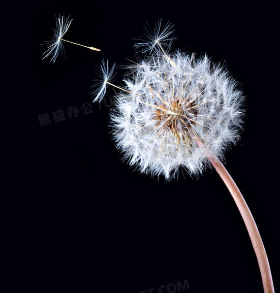 飞舞创意元素》,在整个配色上使用白色作为基础色调,设计了蒲公英