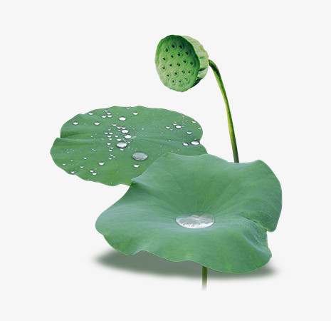 荷叶png图片素材下载_荷叶png_熊猫办公