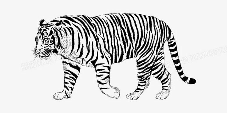 老虎全身图 素描画法图片