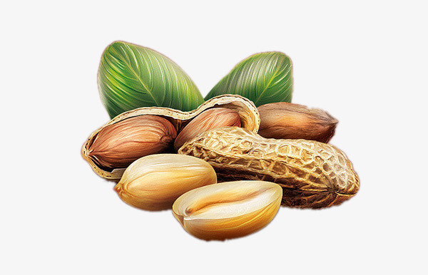 手绘花生png图片素材下载_手绘花生png_熊猫办公