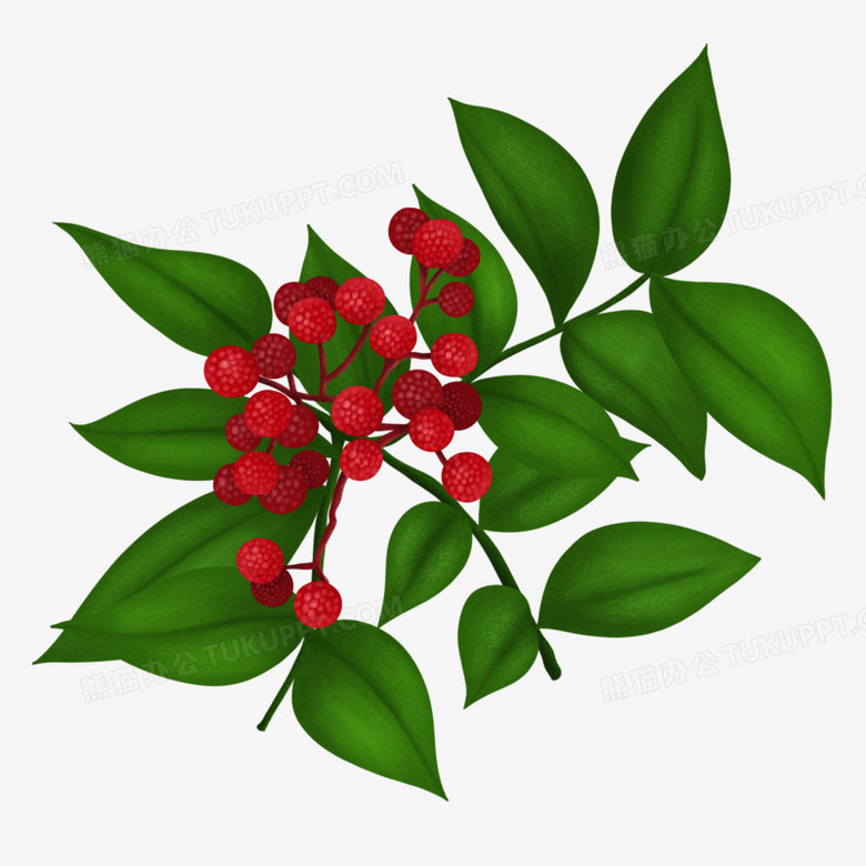 手绘花椒植物免抠元素PNG图片素材下载_植物PNG_熊猫办公