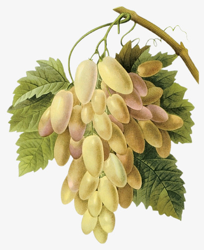 卡通花剪影卡通葡萄