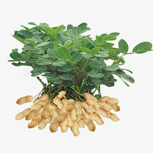 花生png图片素材下载_花生png_熊猫办公