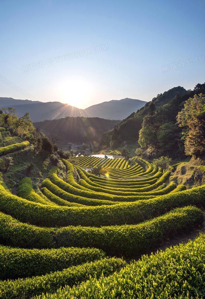 茶樹山坡日出光照圖