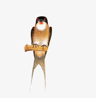 燕子燕归来中国风素材漂浮古风素