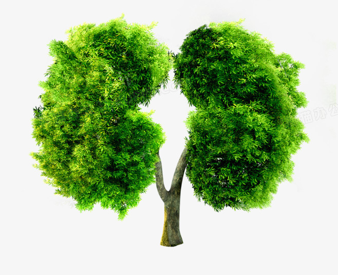 肺形状树图片高清图片