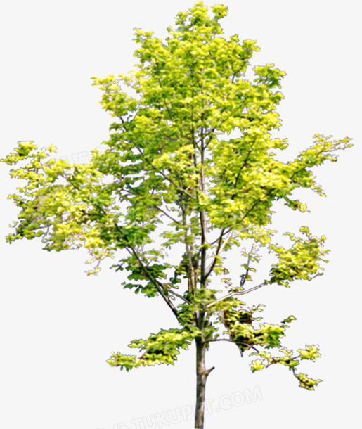 银杏树png图片素材下载_银杏树png_熊猫办公