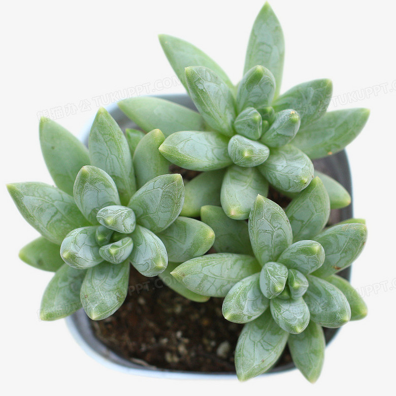 多肉植物蓝黛莲盆栽png图片素材下载 植物png 熊猫办公