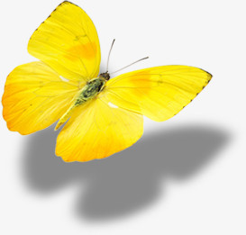 黄色飞舞姿势蝴蝶