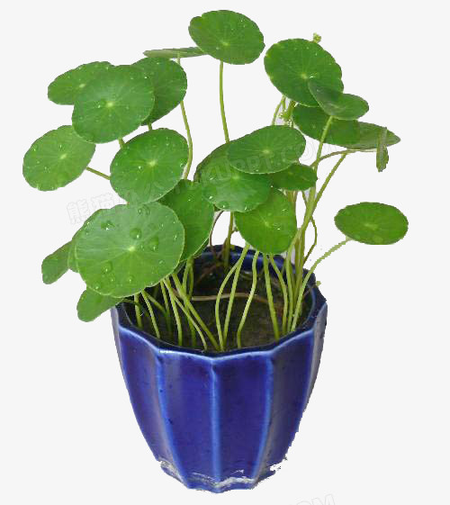 铜钱草装饰设计免抠素材