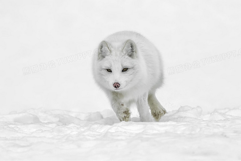 纯白雪狼幼崽图片