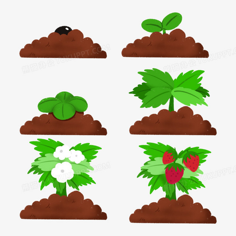 一组手绘草莓种子生长过程免抠合集元素