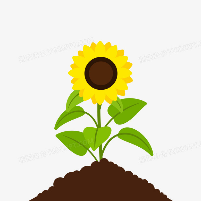 本作品全称为《卡通风向日葵盛开过程元素》,使用adobe illustrator