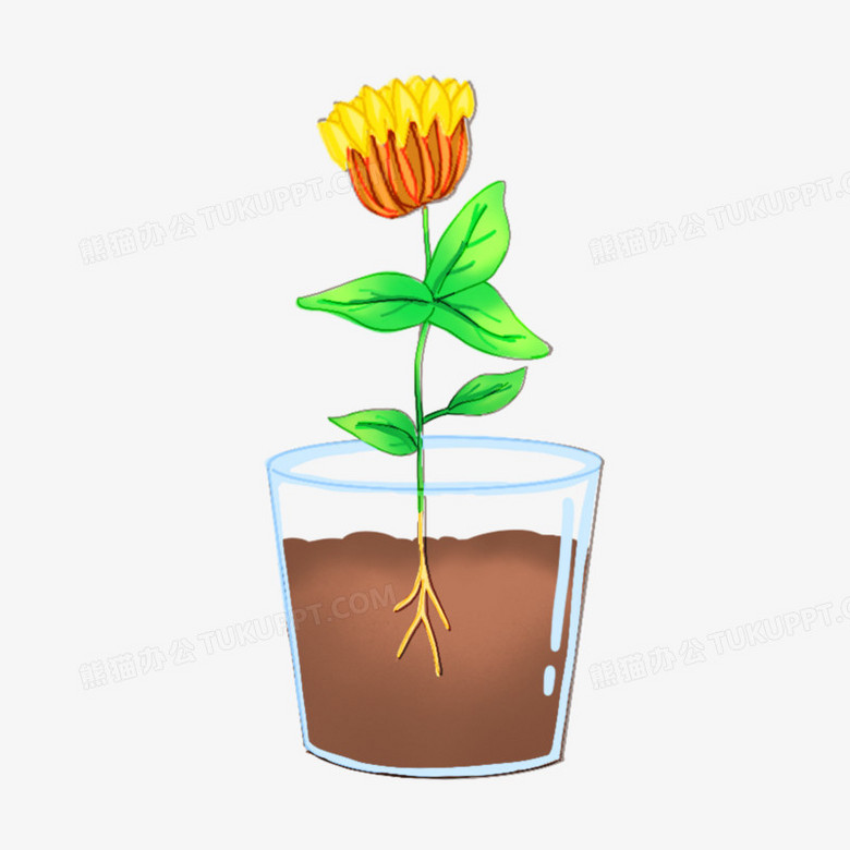 发芽开花卡通图片