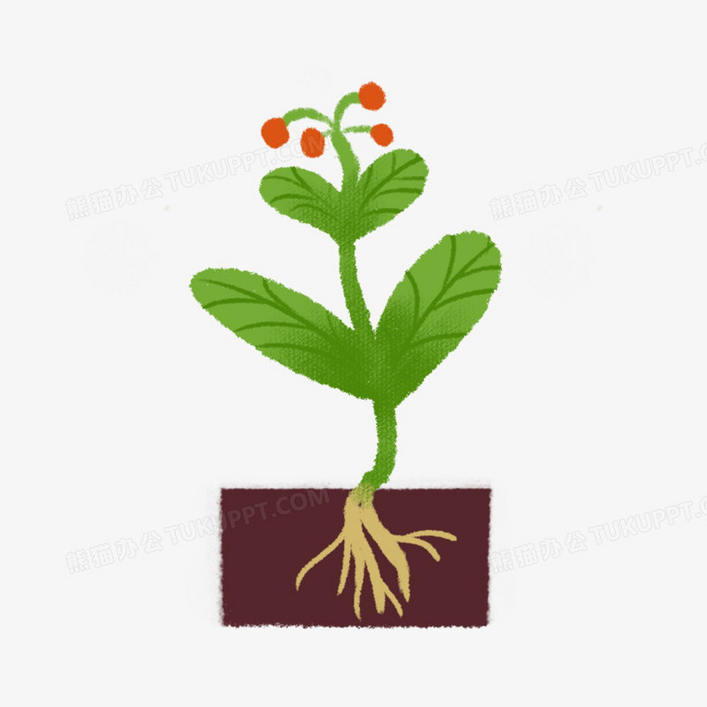 卡通手绘植物成长过程png图片素材下载 手绘png 熊猫办公