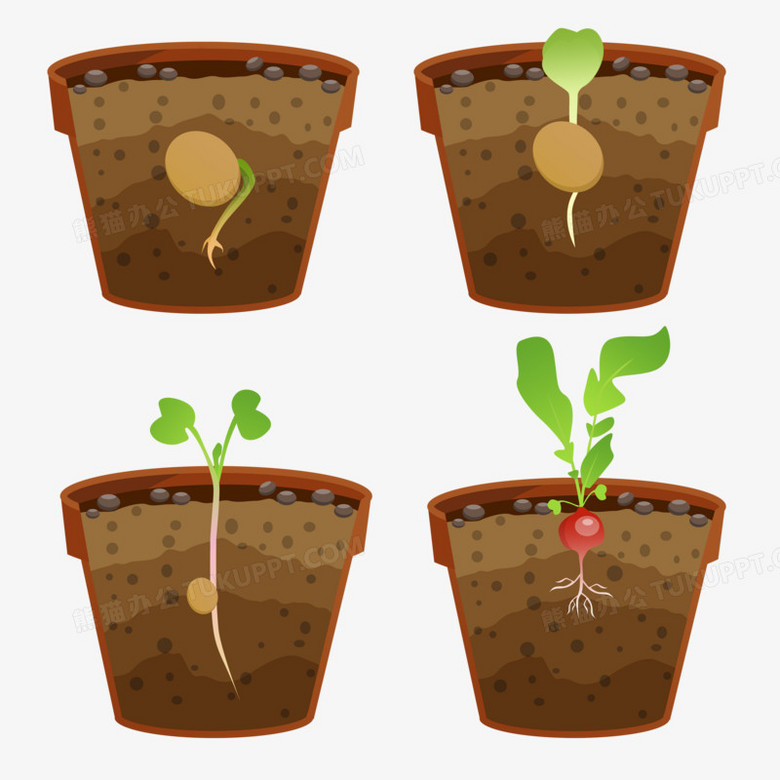 一组水果萝卜种子生长日记素材