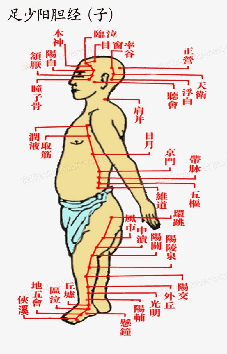 人体胆经的位置图片图片