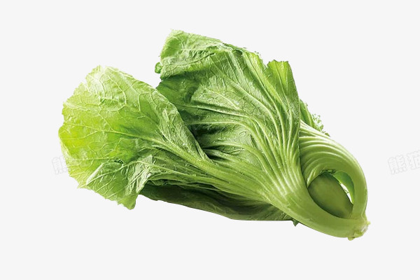 一颗绿色包心芥菜