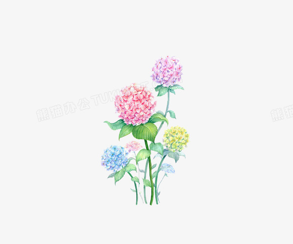 手绘紫阳花png图片素材免费下载 手绘png 600 500像素 熊猫办公 手绘紫阳花png图片素材免费下载 手绘png 600 500像素 熊猫办公