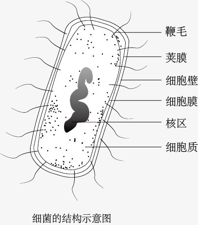 细菌细胞结构图手绘图片