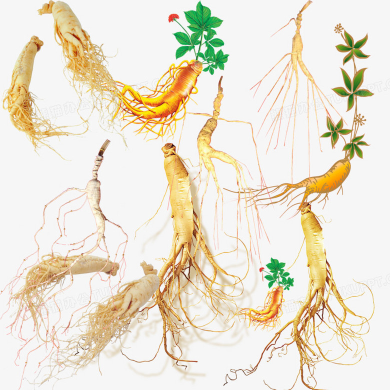 中药材png图片素材下载_中药材png_熊猫办公