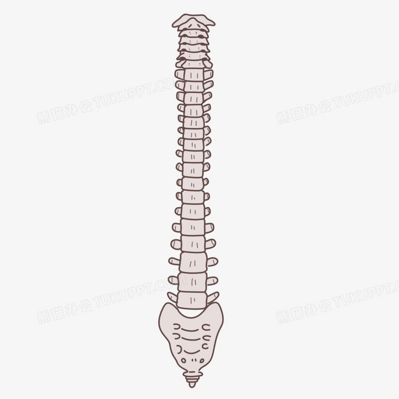 手绘卡通人类脊椎骨素材