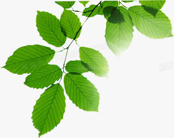 绿色清爽树叶树影png图片素材下载_树叶png_熊猫办公