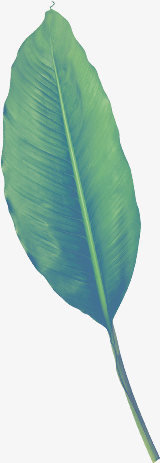 树叶绿色大叶子png图片素材下载_树叶png_熊猫办公