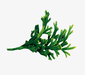 本作品内容为绿色卡通复活草植物