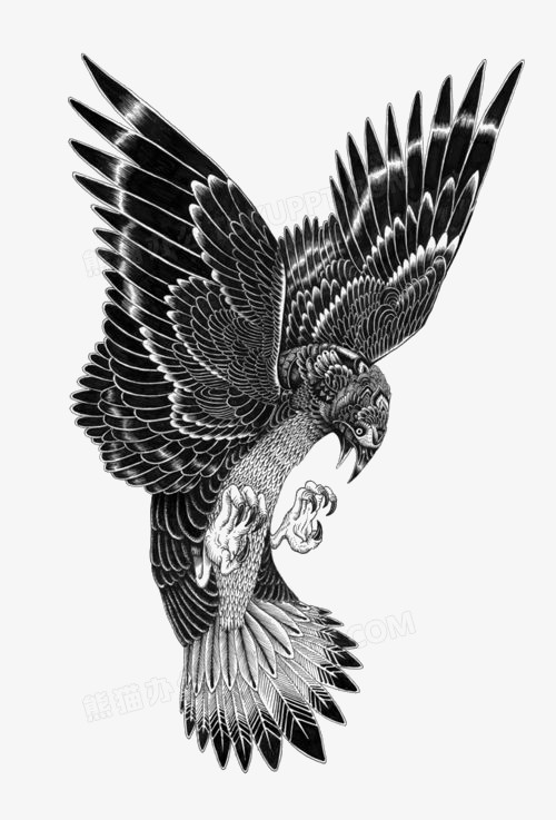 本作品内容为鹰, 格式为 png, 图片尺寸为800 x