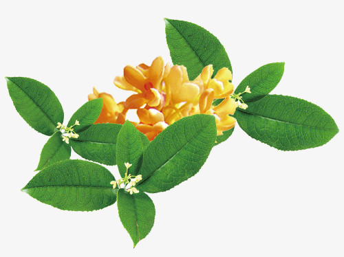 桂花丹桂png图片素材下载_桂花png_熊猫办公