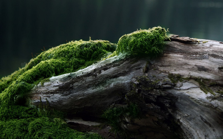 枯樹綠色苔蘚海報背景