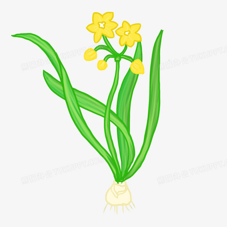 卡通手绘水仙花png图片素材下载 手绘png 熊猫办公