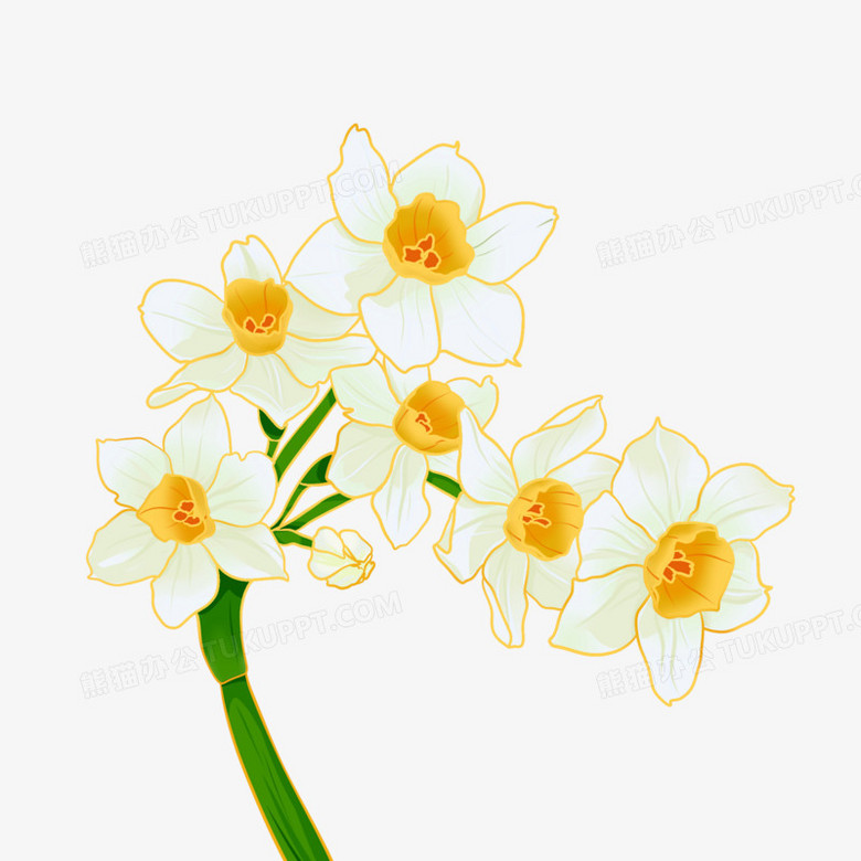 手绘水仙花白色花朵png图片素材下载 素材png 熊猫办公
