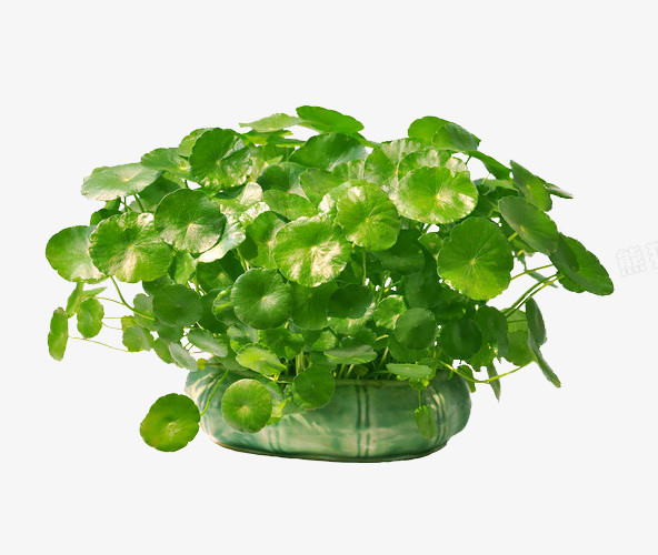 铜钱草盆景绿色植物免抠素材
