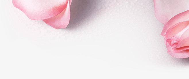 纯色背景粉色玫瑰花高清免抠素材