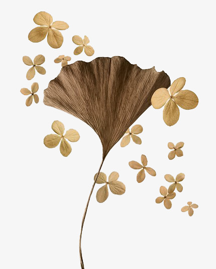 手绘银杏叶免抠素材