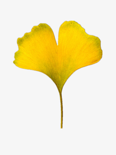 银杏叶png图片素材下载_银杏叶png_熊猫办公