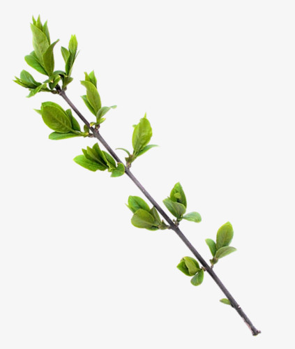 桃枝png图片素材下载_树枝png_熊猫办公