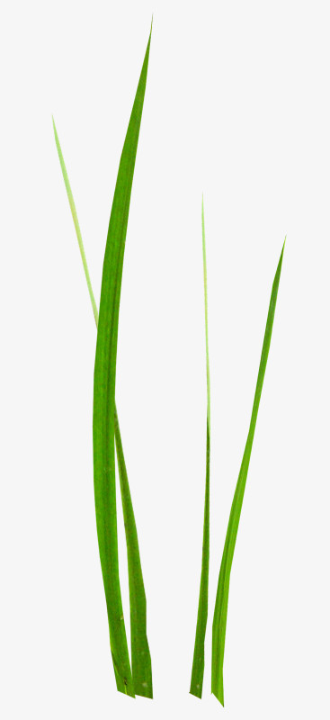 本作品全称为《绿色简约风生长茂盛青葱直立的青草元素》,在整个配色