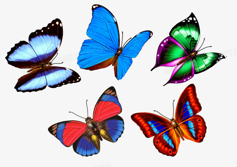 五只蝴蝶png免抠素材