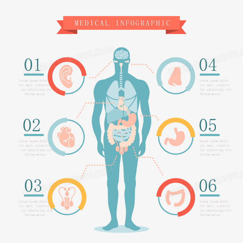 本作品全称为《彩色卡通手绘人的五脏六腑创意元素》,使用adobe