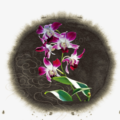 兰花装饰图