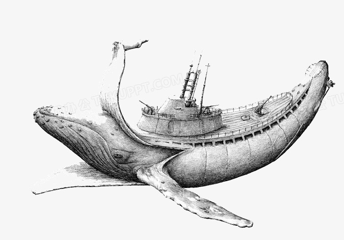 素描画插画鲸鱼