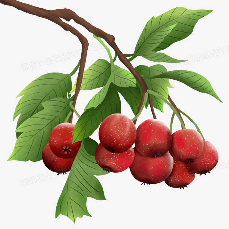 手绘写实风山楂树元素