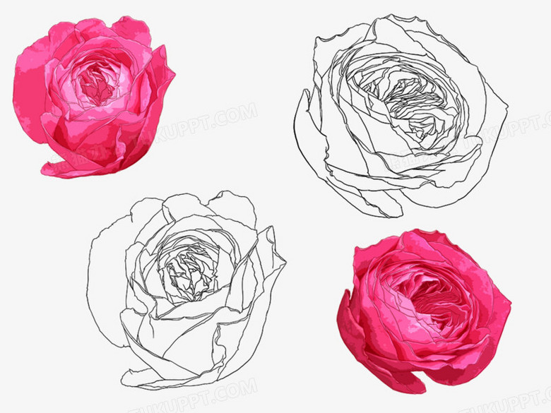 手绘蔷薇花png图片素材下载 蔷薇花png 熊猫办公