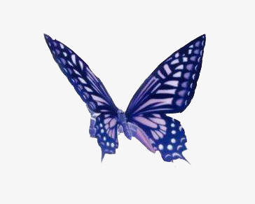 蝴蝶蓝色翅膀蝴蝶动物