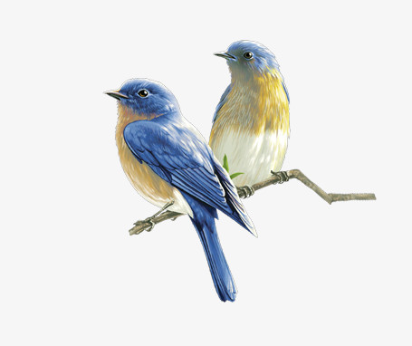 小鸟png图片素材下载_小鸟png_熊猫办公